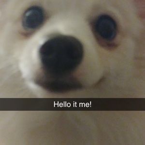 Meet your Posher, Brandon